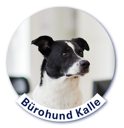 Portrait von Kalle dem Bürohund